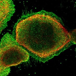 Symplekin Antibody, Novus Biologicals:Antibodies:Primary Antibodies